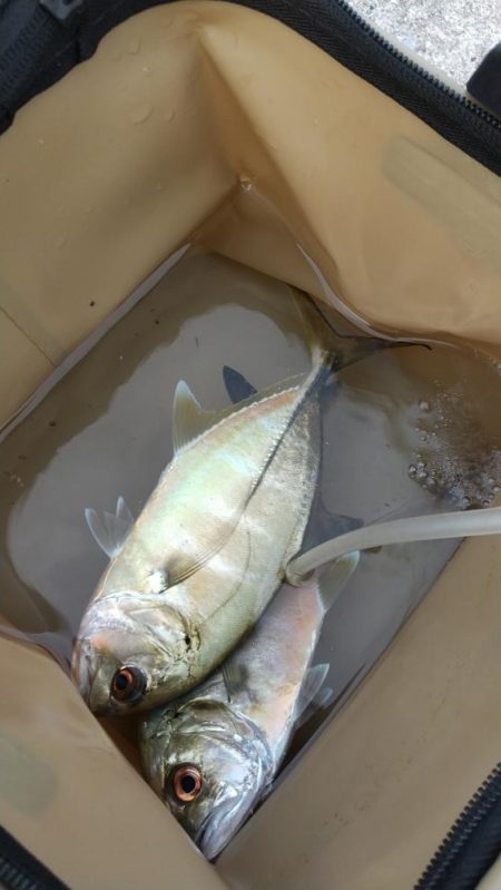 朝マズメ　メッキゲーム